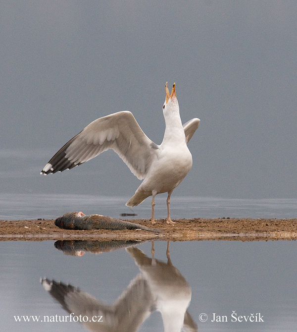 Čajka (Larus cachinnans)