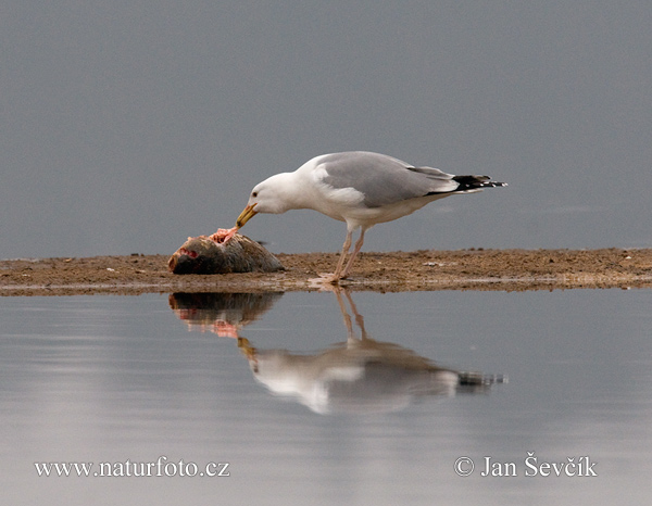 Čajka (Larus cachinnans)