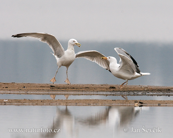 Čajka (Larus cachinnans)