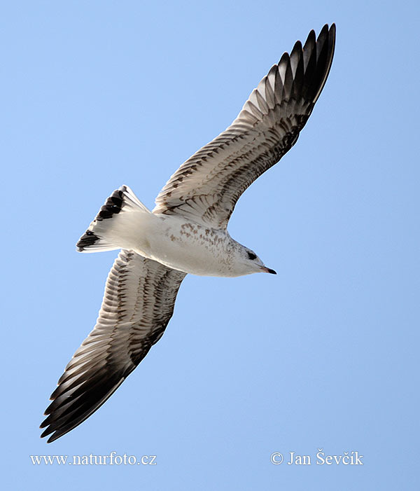 čajka sivá (Larus canus)