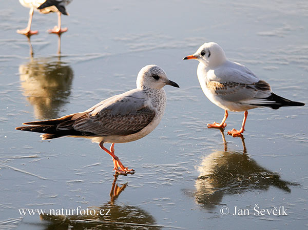 čajka sivá (Larus canus)