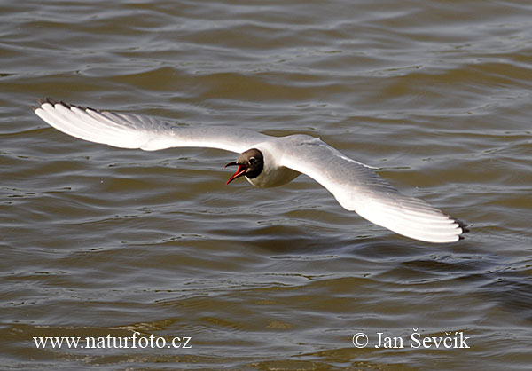 Čajka smejivá (Chroicocephalus ridibundus)