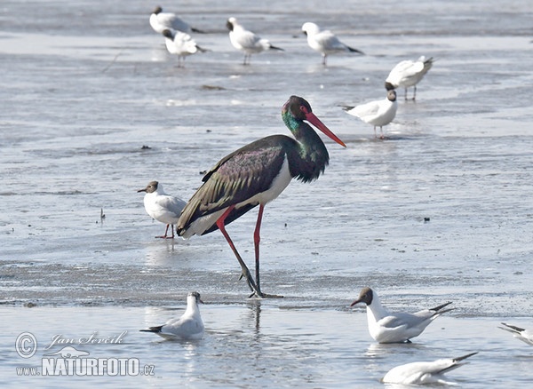 Čáp černý (Ciconia nigra)