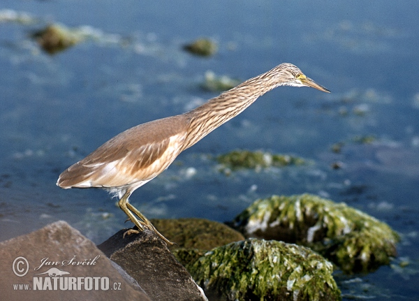 Čaplička vlasatá (Ardeola ralloides)