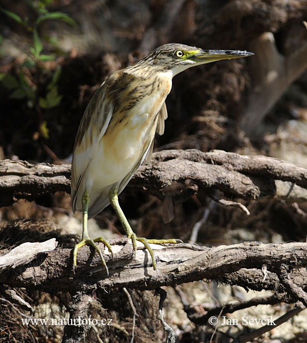 Čaplička vlasatá (Ardeola ralloides)