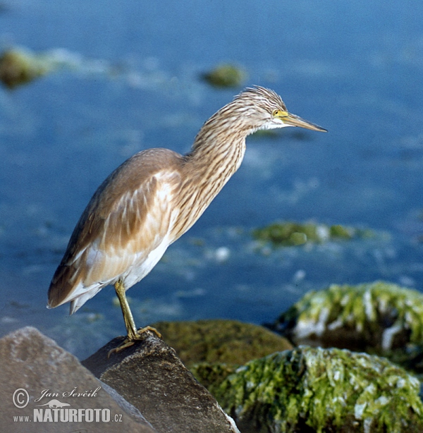 Čaplička vlasatá (Ardeola ralloides)