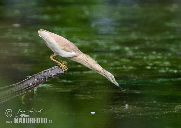 Čaplička vlasatá (Ardeola ralloides)