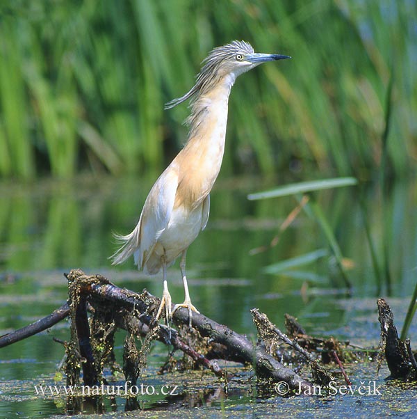 Čaplička vlasatá (Ardeola ralloides)