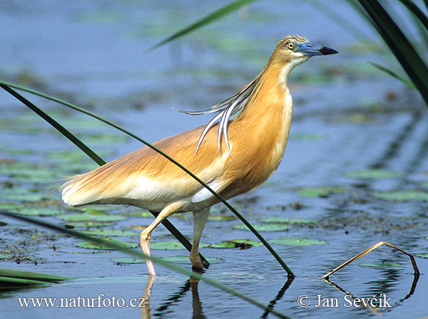 Čaplička vlasatá (Ardeola ralloides)