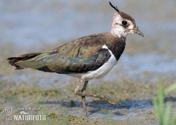 Čejka chocholatá (Vanellus vanellus)