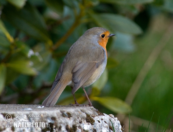 Červenka obecná (Erithacus rubecula)