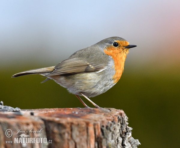 Červenka obecná (Erithacus rubecula)