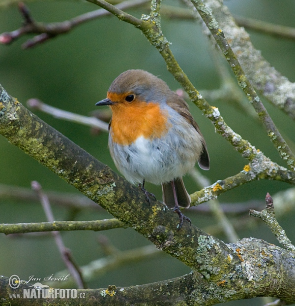 Červenka obecná (Erithacus rubecula)