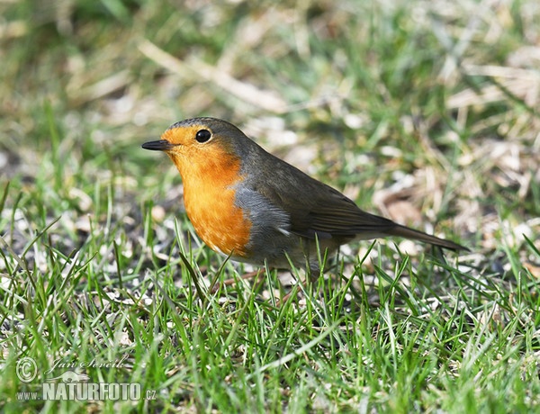 Červenka obecná (Erithacus rubecula)