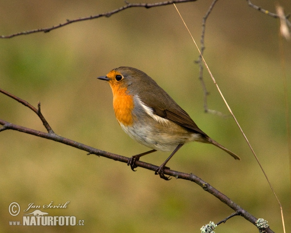 Červienka obyčajná (Erithacus rubecula)