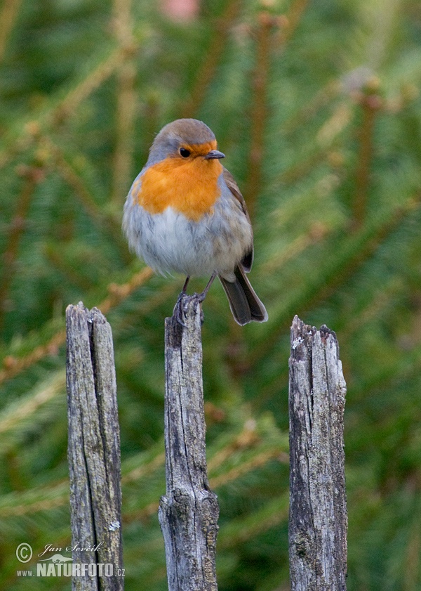 Červienka obyčajná (Erithacus rubecula)