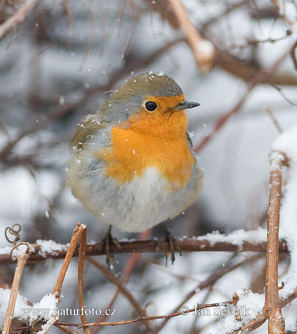 Červienka obyčajná (Erithacus rubecula)