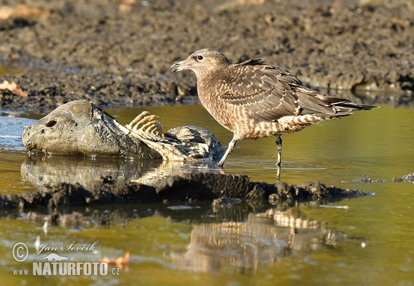 chaluha pomořanská (Stercorarius pomarinus)
