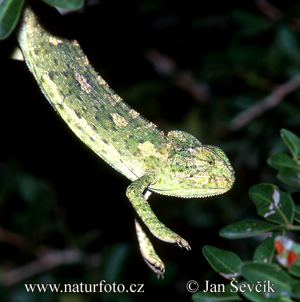 Chameleón obyčajný (Chamaeleo chamaeleon)