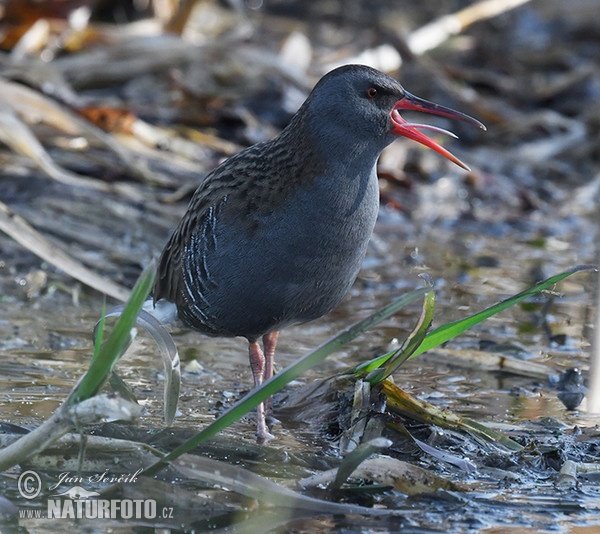 Chřástal vodní (Rallus aquaticus)