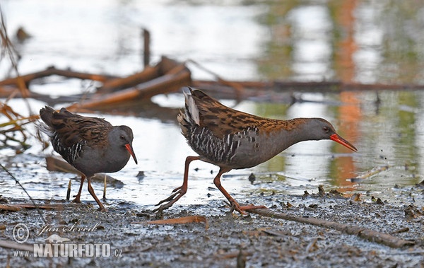 Chřástal vodní (Rallus aquaticus)