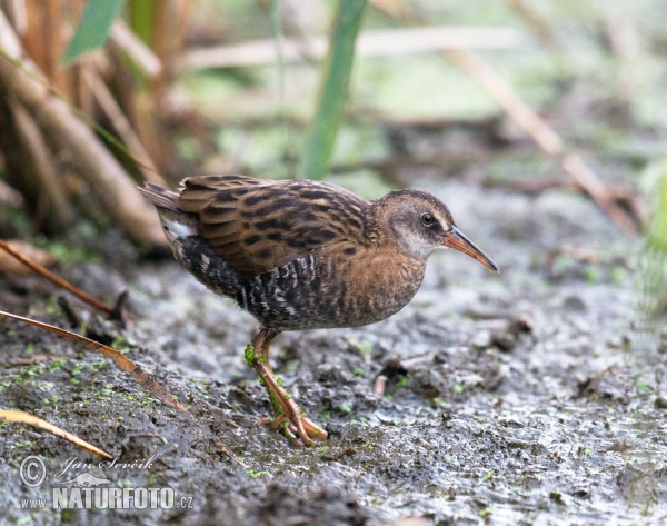 Chřástal vodní (Rallus aquaticus)