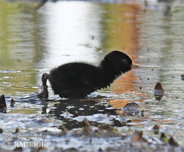 Chřástal vodní (Rallus aquaticus)