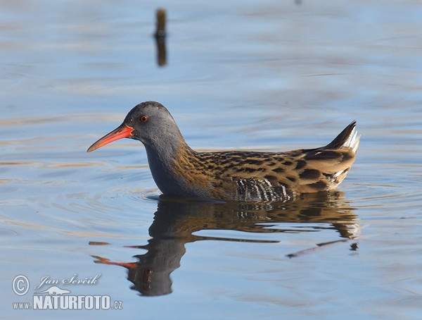 Chřástal vodní (Rallus aquaticus)