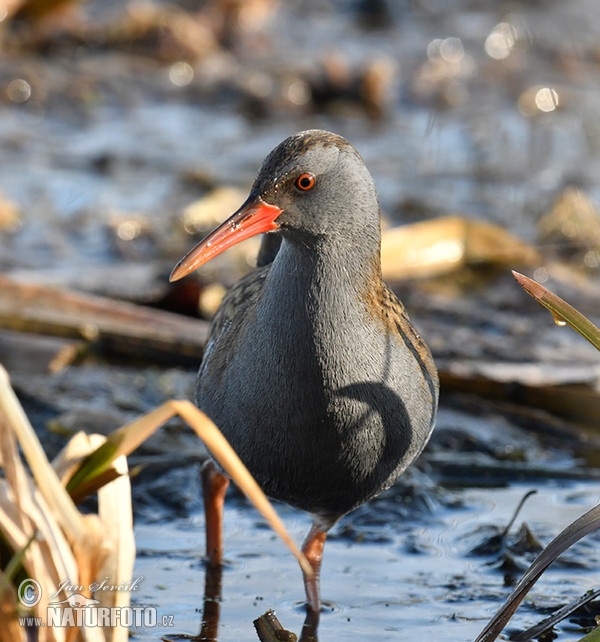 Chriašteľ vodný (Rallus aquaticus)