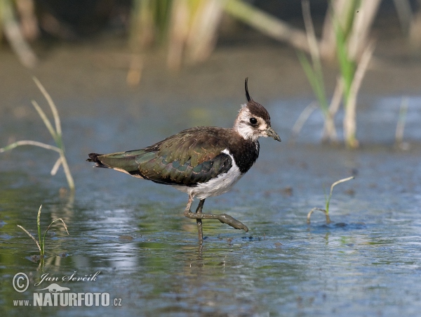 Cíbik chochlatý (Vanellus vanellus)