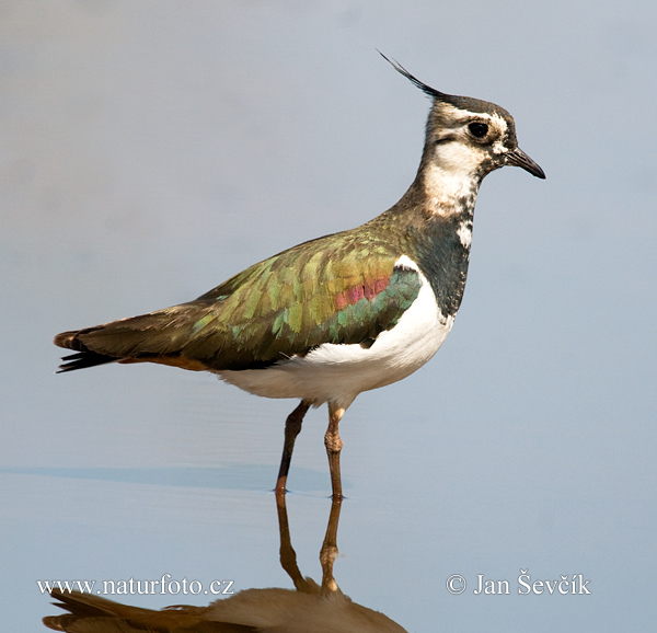 Cíbik chochlatý (Vanellus vanellus)