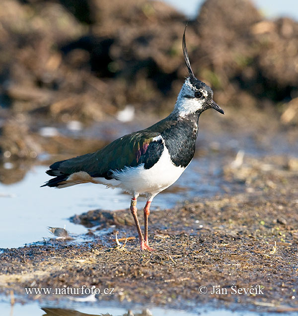 Cíbik chochlatý (Vanellus vanellus)