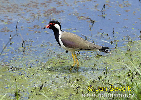 Cíbik laločnatý (Vanellus indicus)