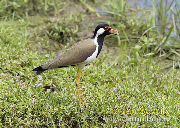 Cíbik laločnatý (Vanellus indicus)