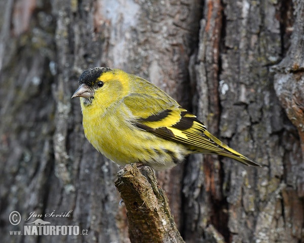 Čížek lesní (Carduelis spinus)