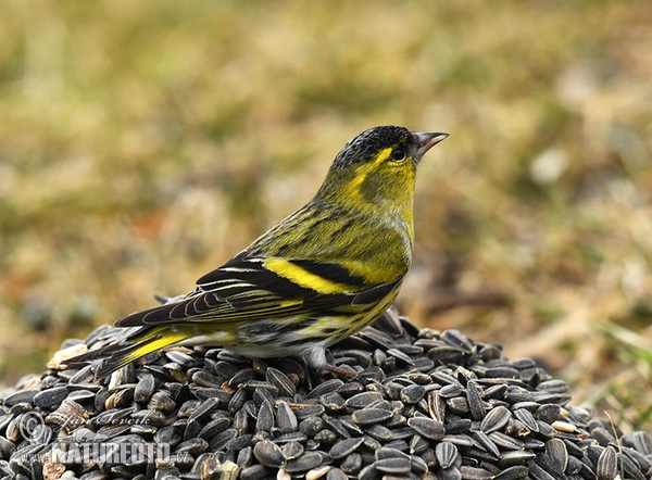 Čížek lesní (Carduelis spinus)