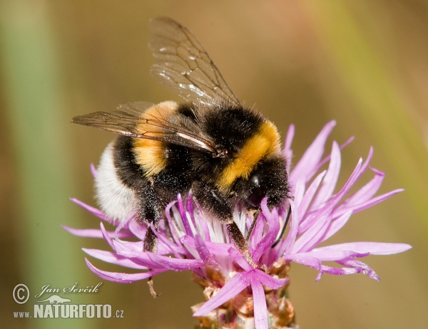 Čmelák zemní (Bombus terrestris)