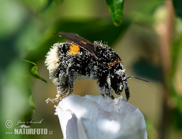 Čmelák zemní (Bombus terrestris)