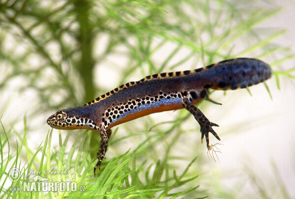 Čolek horský (Mesotriton alpestris)