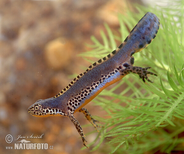 Čolek horský (Mesotriton alpestris)