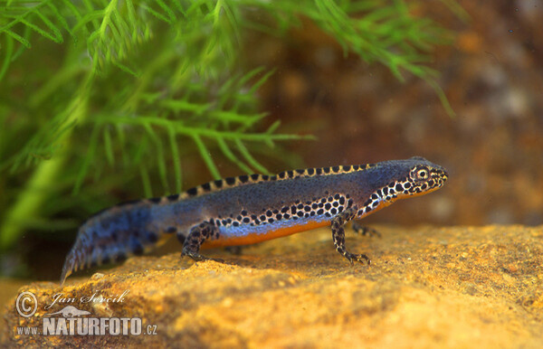 Čolek horský (Mesotriton alpestris)