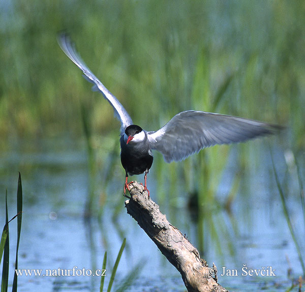 Čorík bahenný (Chlidonias hybridus)