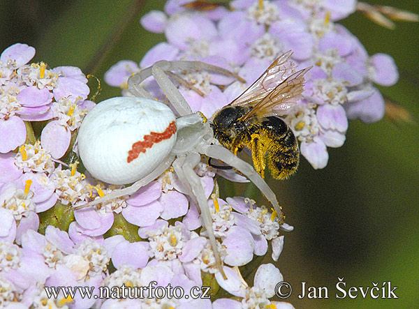 Cvetni pajek (Misumena vatia)