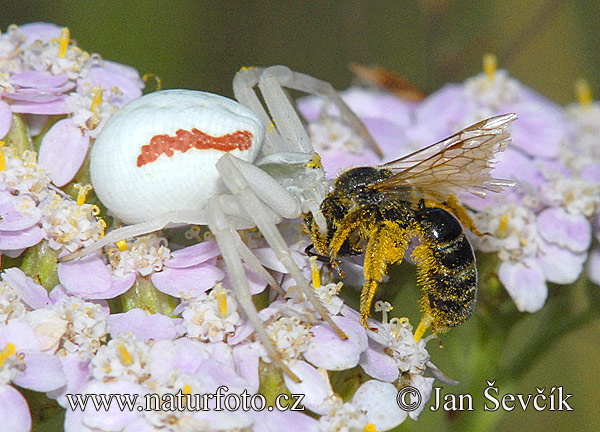 Cvetni pajek (Misumena vatia)