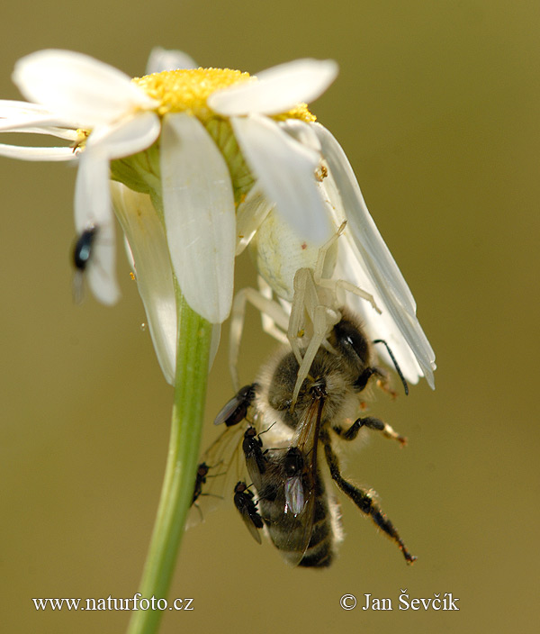 Cvetni pajek (Misumena vatia)