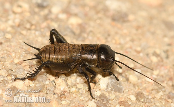 Cvrček polní (Gryllus campestris)