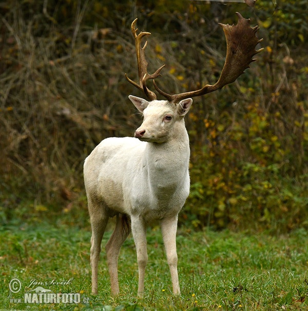 Daněk skvrnitý (Dama dama)