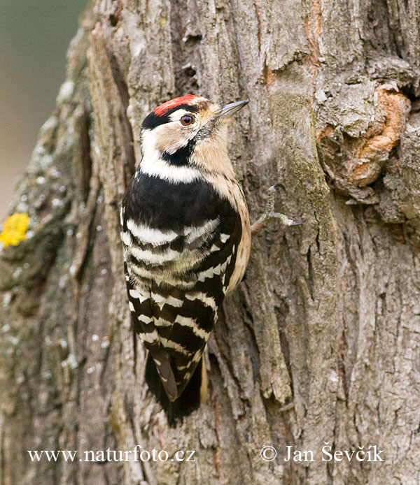 Ďateľ malý (Dendrocopos minor)