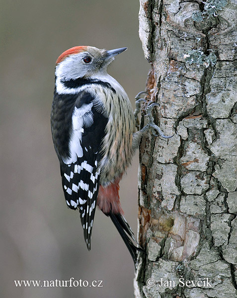 Ďateľ prostredný (Dendrocopos medius)