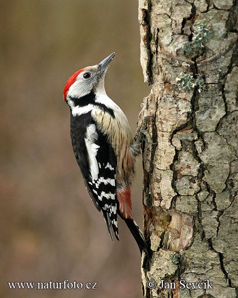 Ďateľ prostredný (Dendrocopos medius)